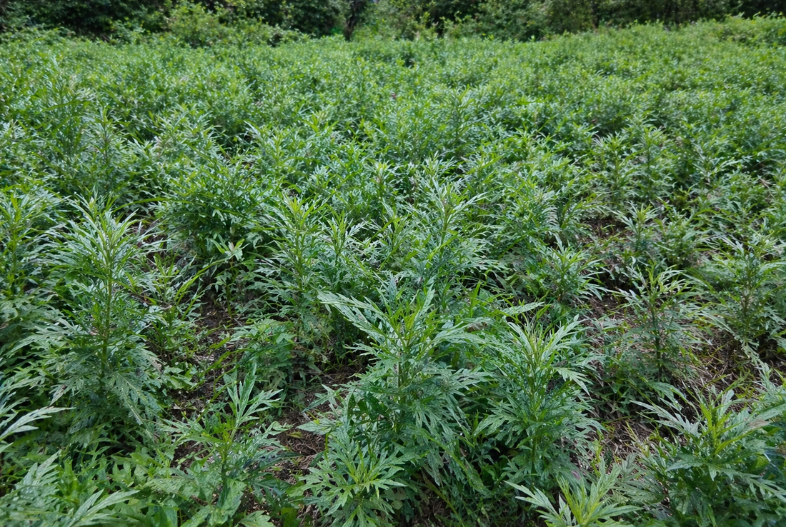 Why Mugwort. Why It Matters.